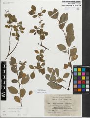 Foto von Salix myrsinifolia Salisb.